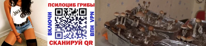 Галлюциногенные грибы Magic Shrooms магазин Цимлянск